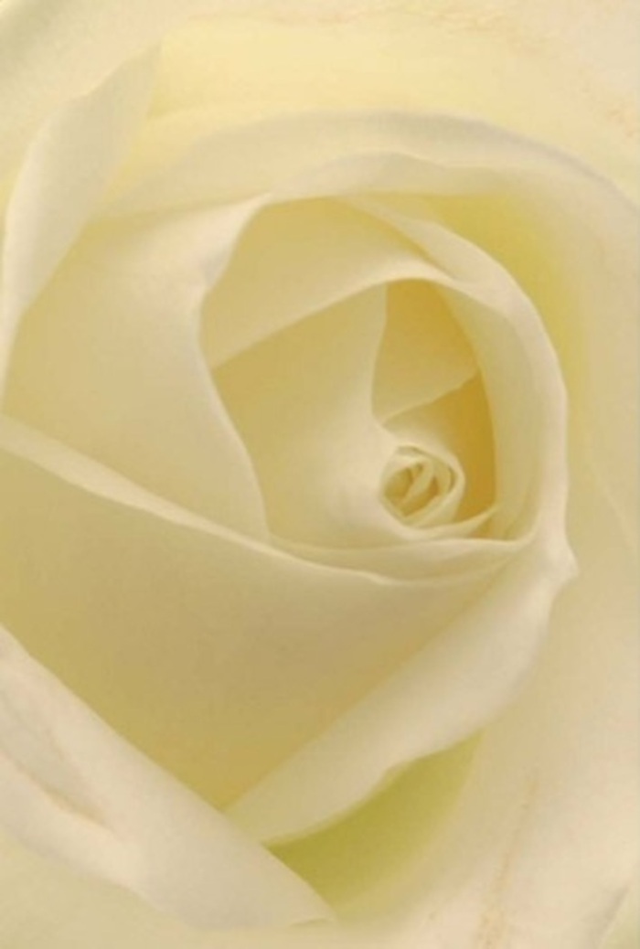 Gazing closely at this classic white rose, you'll see layers of soft, blending whites and creams illuminated with a gentle glow reminiscent of Canning Town's morning light. Each petal is meticulously layered, curling inward to form a spiraled core whose near-perfection evokes both purity and quiet resilience-a tribute to nature and expert floristry alike. The subtle interplay of shadow and creamy light highlights the bloom's sophisticated structure, much like the harmonious contrasts found in the neighbourhood's canals and historic architecture. As a florist serving families and friends from Custom House to Star Lane, I see this rose as an elegant gesture for romantic moments, heartfelt apologies, or as a refined centrepiece for weddings celebrated nearby. Its surface seems almost to radiate a clean, calming scent, serene and always appropriate for whatever emotion or occasion is at hand. Such craftsmanship and attention to nuance make this rose a cherished choice, reflecting the spirit and care at the core of Canning Town's floral community.